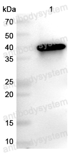 Anti-Monkeypox virus/MPXV C19L Polyclonal Antibody